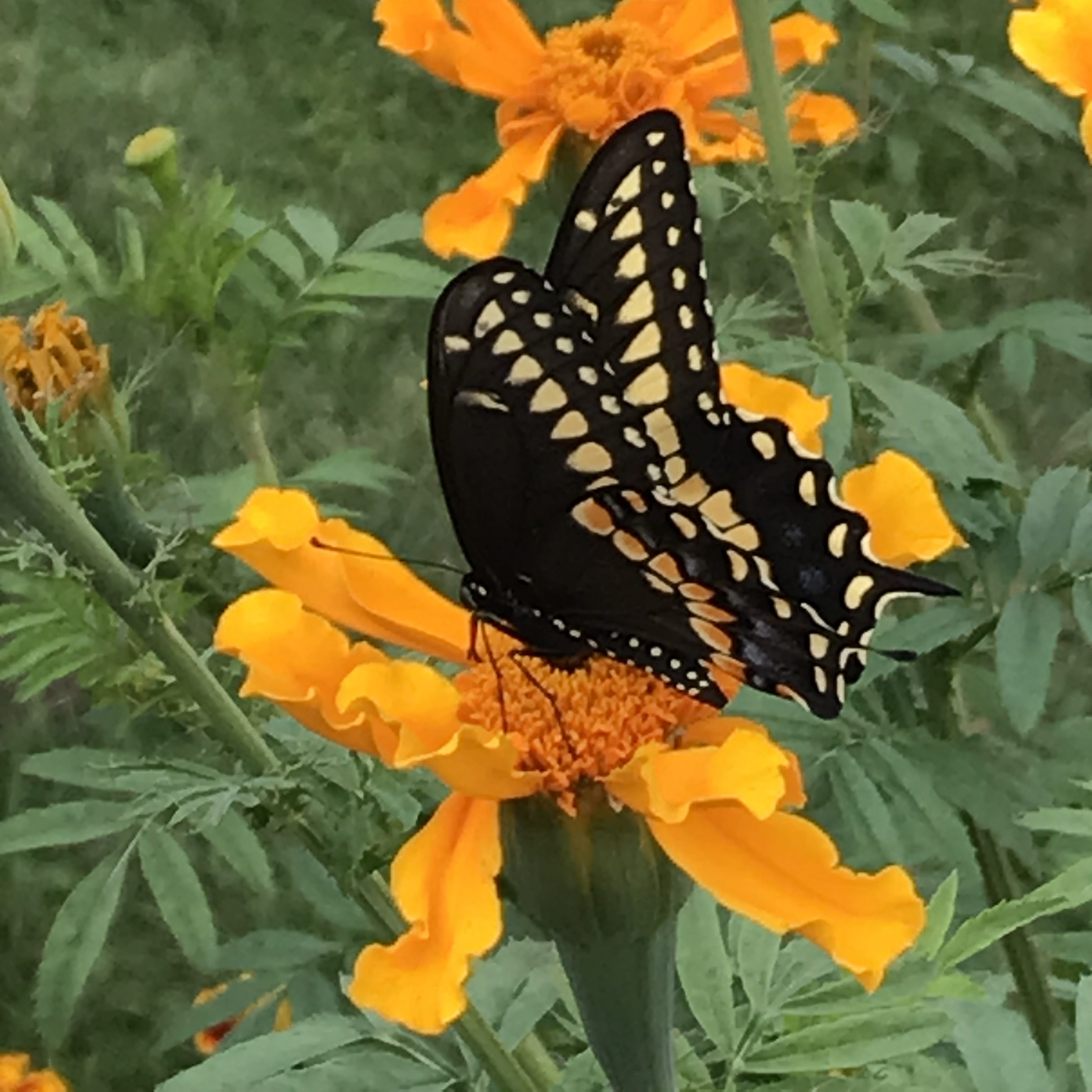 The Secret Life of the Humble Marigold